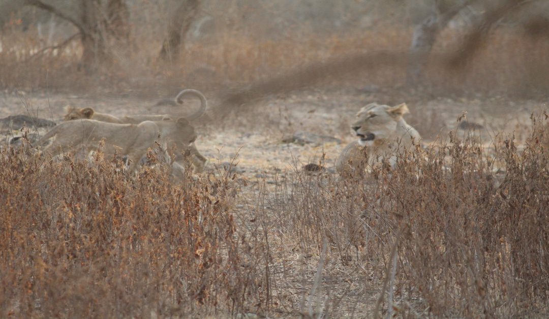 Gujarat mit Löwensafari