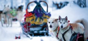 Mit Hundeschlitten durch Lappland