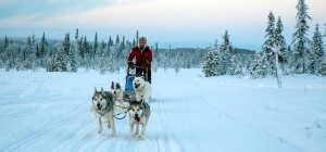 Mit Hundeschlitten durch Lappland