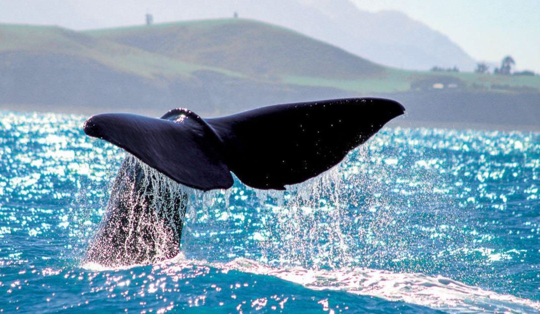 Neuseeland mit Queen Charlotte