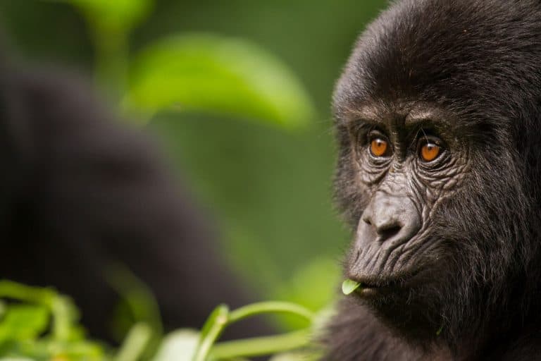Gorilla-Tracking-in-Uganda 