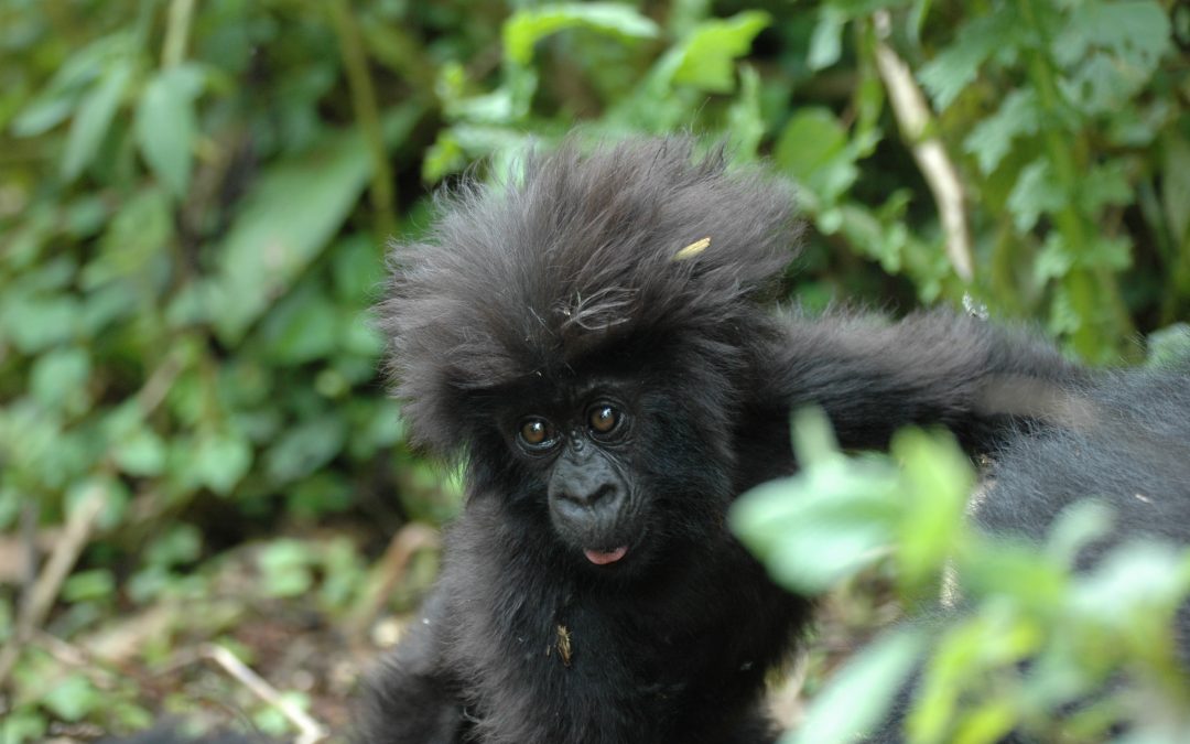 Gorillas in Uganda & Ruanda