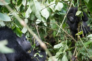 Berggorillas im Wald von Uganda