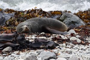 Robbe am Strand in Kaikoura