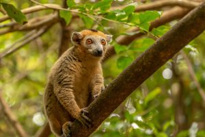 Lemur mit braunen Augen