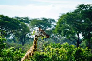 Giraffe in Murchison Falls Uganda