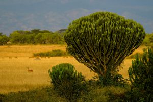 Vegetation im Queen Elizabeth Nationalpark