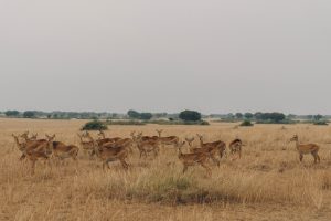 Anilopen im Queen Elizabeth National Park
