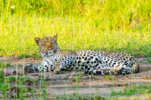 Leopard im Queen Elizabeth Nationalpark
