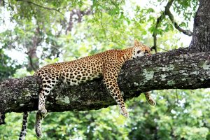 Leopard relaxed auf Baum