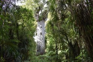 Kauri Baum im Waipoua Forrest