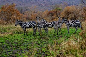 fünf Zebras in Ruanda
