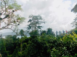 Canopy Walk