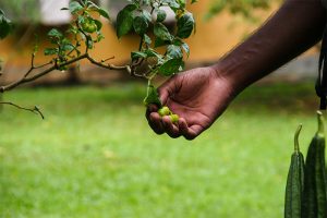 Ecogarden Thaulle Resort PlanReisen